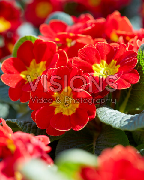 Primula vulgaris Salome® PrimeTime