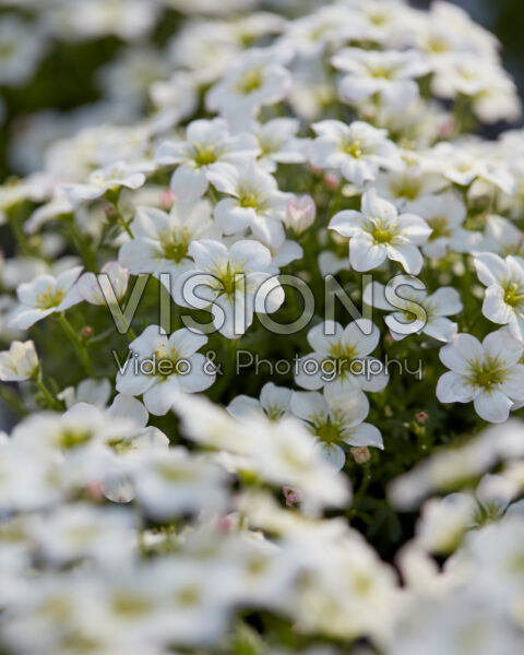 Saxifraga Ice Colours Appleblossom Saxifraga Ice Colours Appleblossom