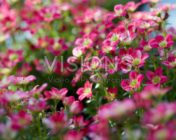 Saxifraga Ice Colours Red Saxifraga Ice Colours Red
