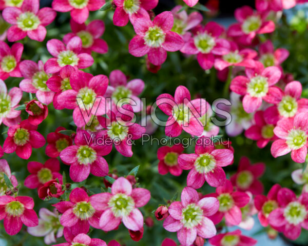Saxifraga Ice Colours Red