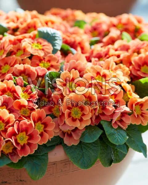 Primula vulgaris Sphinx® F1 Real Orange