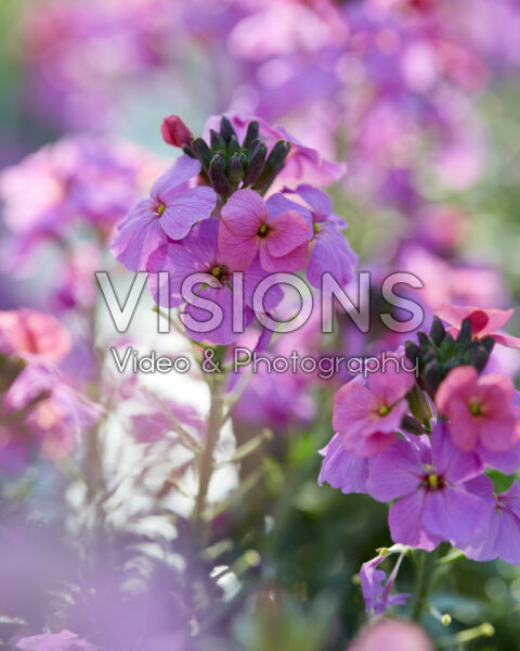 Erysimum linifolium Sunstrong Violet Erysimum linifolium Sunstrong Violet