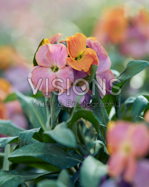Erysimum linifolium Cheers™ Sun-Kissed Amethyst Erysimum linifolium Cheers™ Sun-Kissed Amethyst