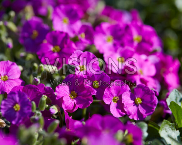 Aubrieta gracilis Florado Neon Pink Aubrieta gracilis Florado Neon Pink
