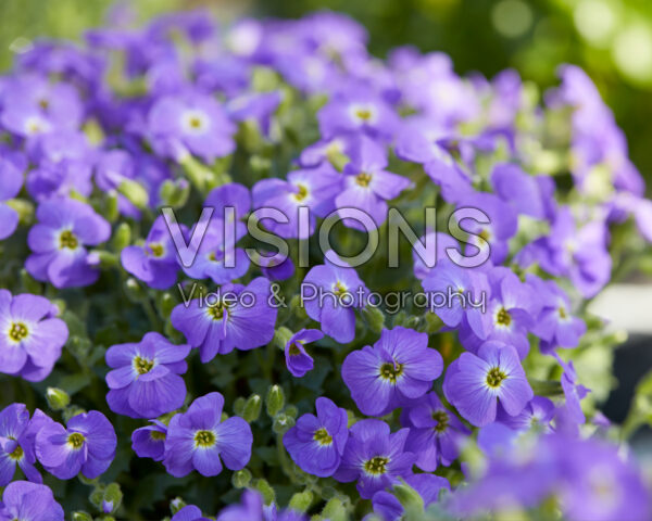 Aubrieta Florado Blue Eye