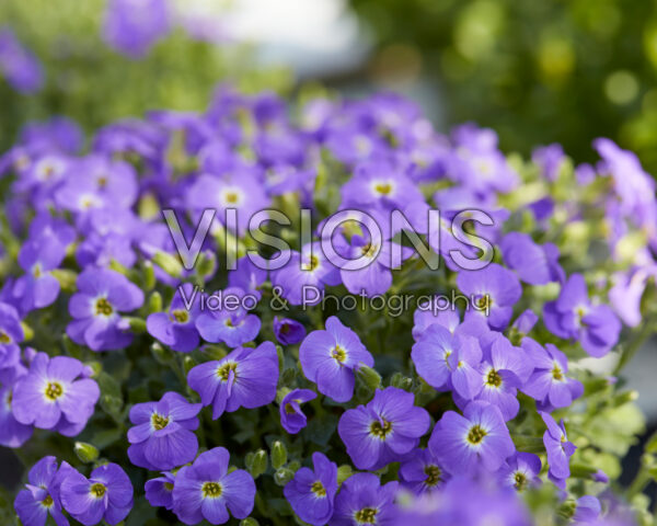 Aubrieta Florado Blue Eye