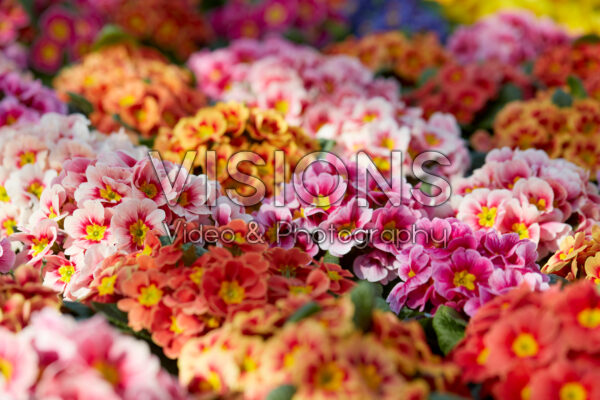 Primula vulgaris Sphinx® gemengd Primula vulgaris Sphinx® gemengd