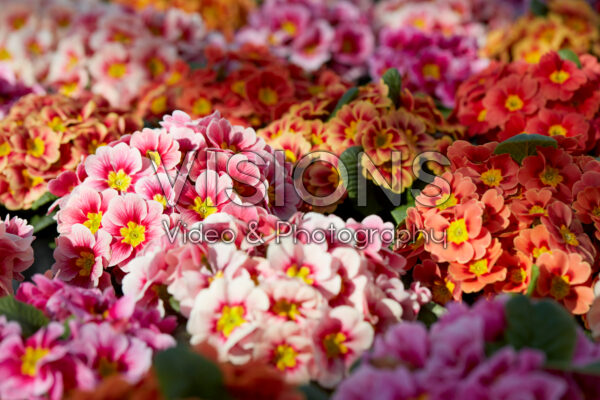 Primula vulgaris Sphinx® mixed Primula vulgaris Sphinx® mixed