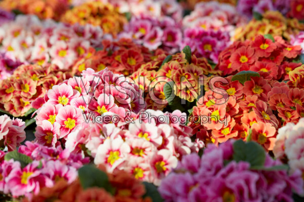 Primula vulgaris Sphinx® gemengd Primula vulgaris Sphinx® gemengd