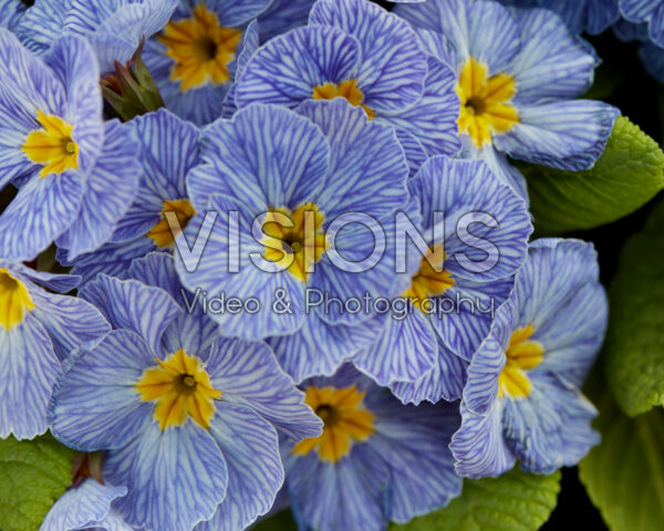 Primula vulgaris Delft