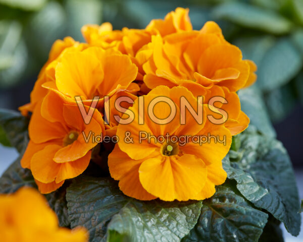 Primula vulgaris Esna F1 Orange