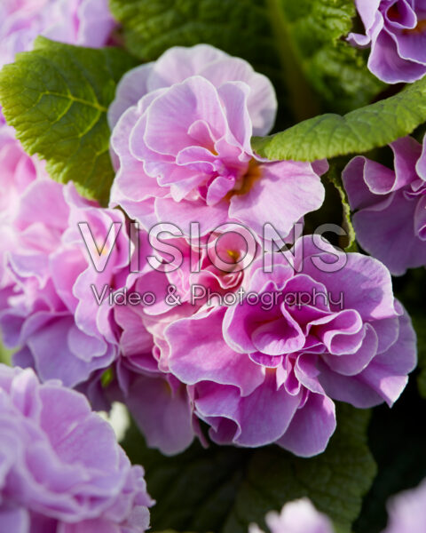 Primula vulgaris Queen F1 Neon Violet Primula vulgaris Queen F1 Neon Violet