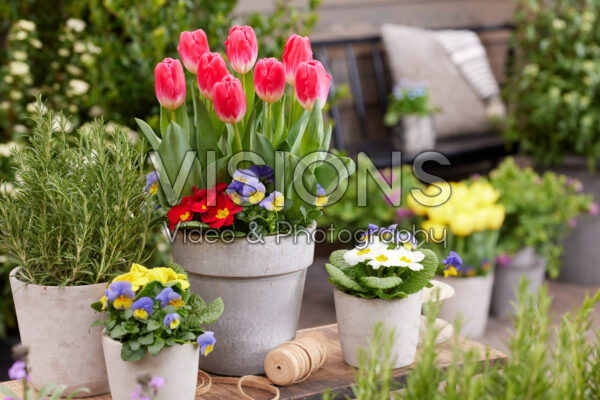 Tulipa Sugarbaby Tulipa Sugarbaby