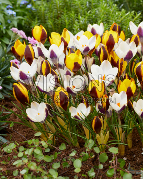 CROCUS