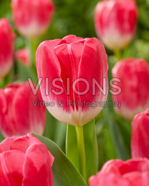 Tulipa Sugar Baby Tulipa Sugar Baby