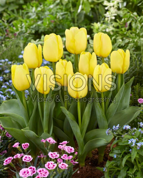 Tulipa Yellow Present