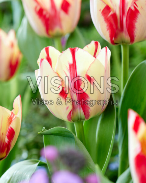 Tulipa Spryng Rembrandt