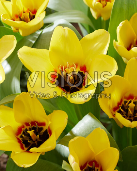 Tulipa Eco geel