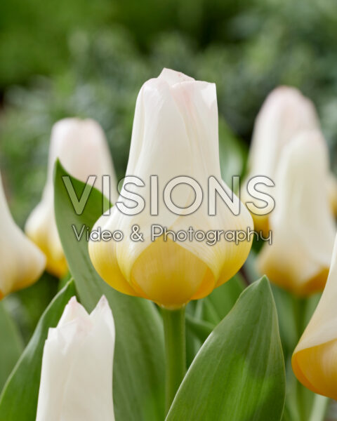Tulipa Eco white