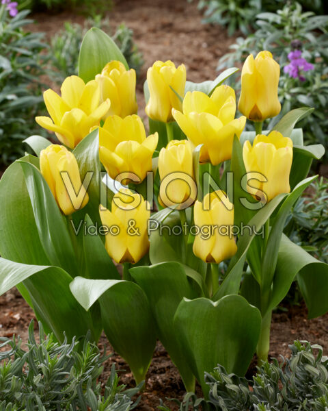 Tulipa Eco yellow
