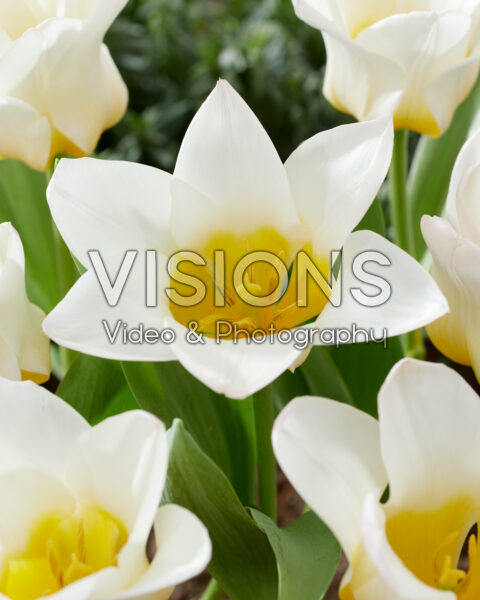 Tulipa Eco white