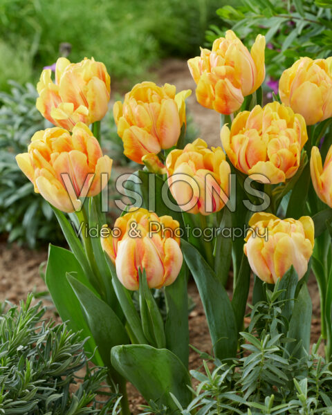 Tulipa Foxy Foxtrot Tulipa Foxy Foxtrot