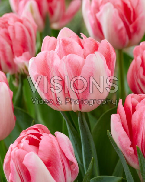Tulipa Foxtrot Tulipa Foxtrot
