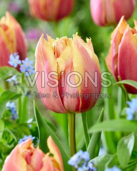 Tulipa Theo 2 Tulipa Theo 2