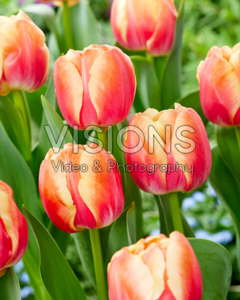 Tulipa Tasmanie Tulipa Tasmanie