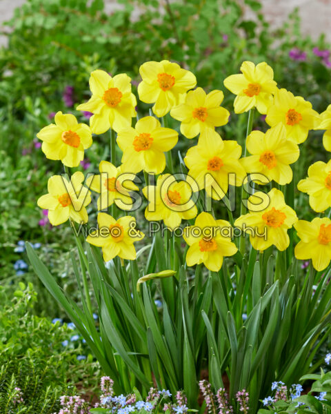 Narcissus Classic Garden Narcissus Classic Garden