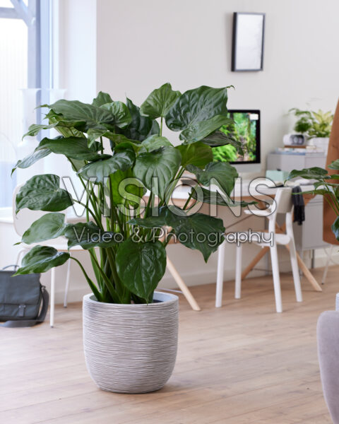 Alocasia cucullata