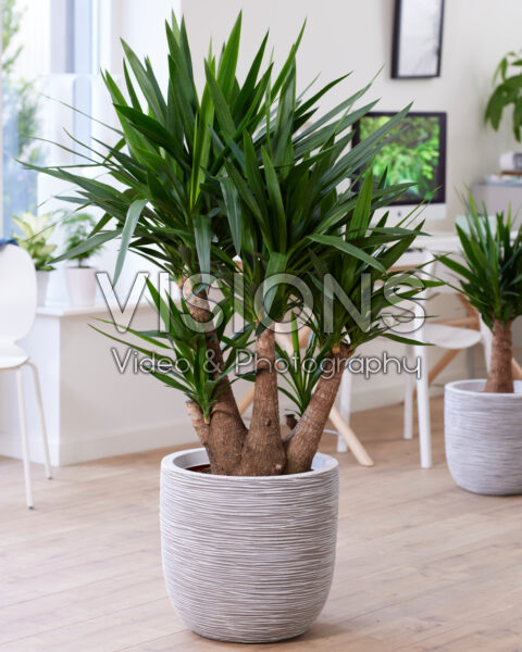 Yucca Yucca