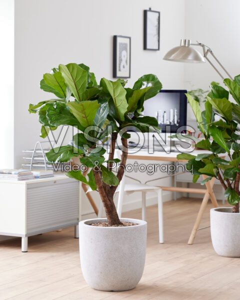 Ficus lyrata Ficus lyrata