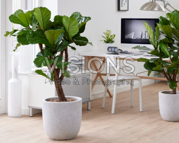 Ficus lyrata Ficus lyrata