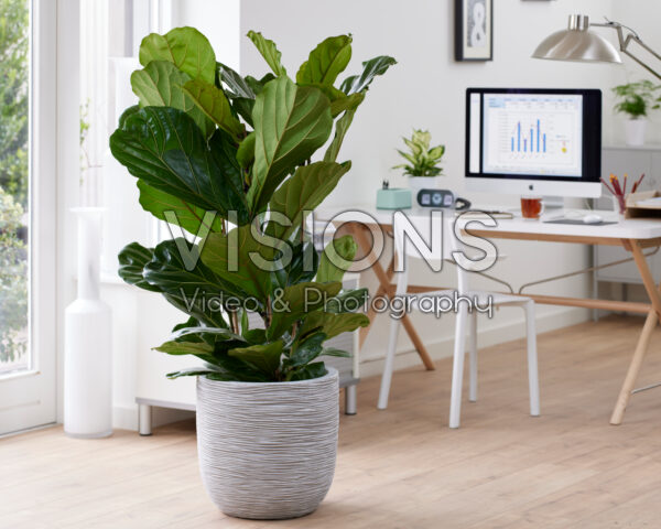 Ficus lyrata Ficus lyrata