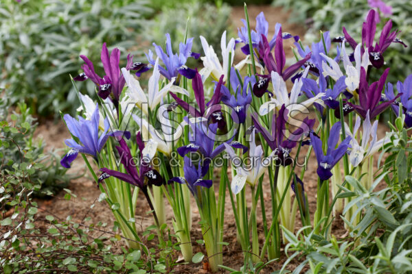 Iris reticulata mix