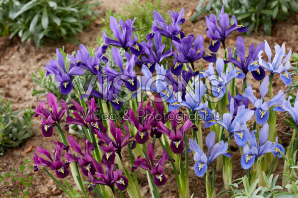 Iris reticulata mix