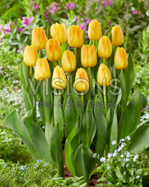 Tulipa El Dorado®