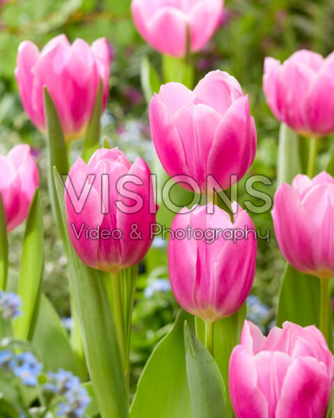 Tulipa Dreamcloud®