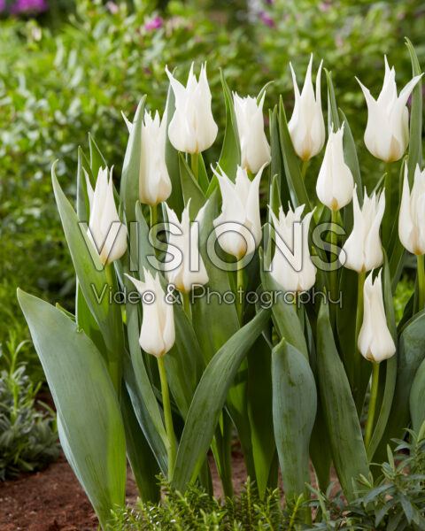 Tulipa White Satin