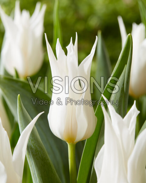 Tulipa White Satin