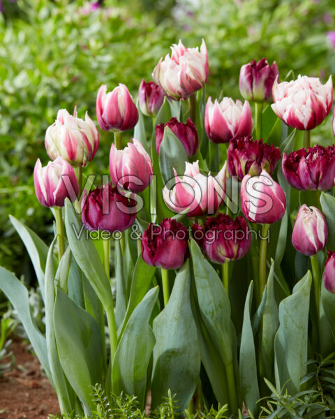 Tulipa mix