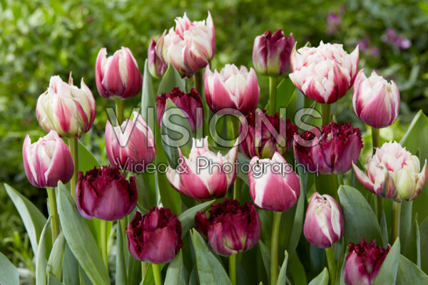 Tulipa mix Tulipa mix