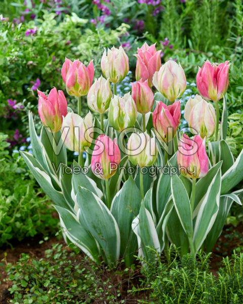 Tulipa Pink Artist, Blushing Artist