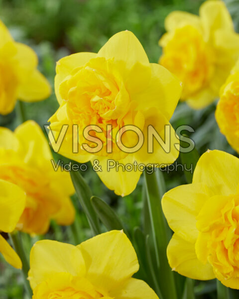 Narcissus 'Miniature Mixed' | Thompson & Morgan