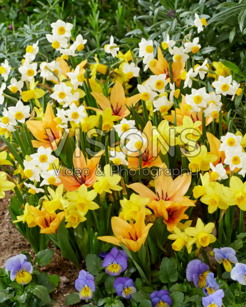 Voorjaarsbloemen gemengd