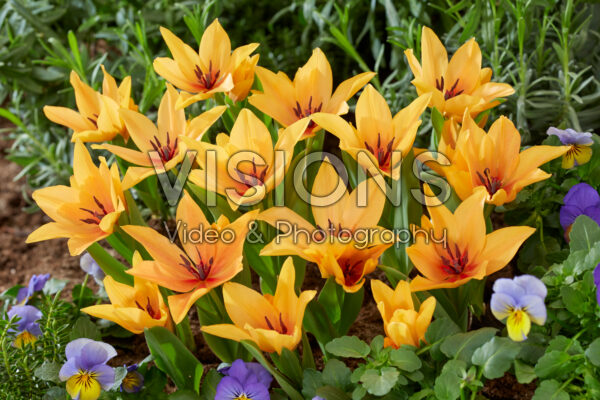 Tulipa praestans Shogun Tulipa praestans Shogun