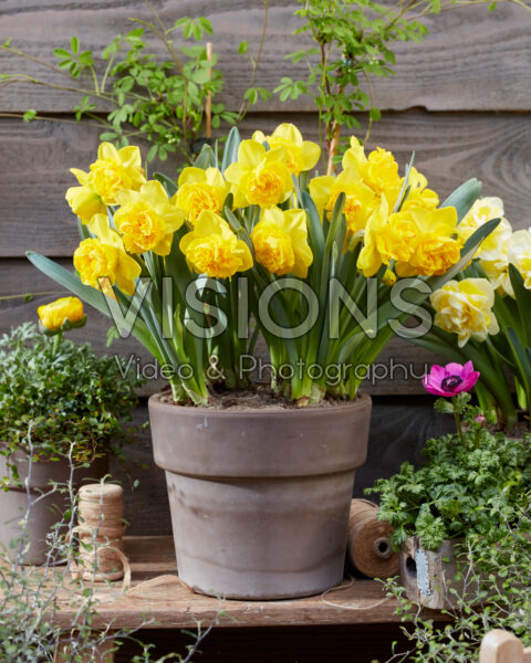 Narcissus Lars