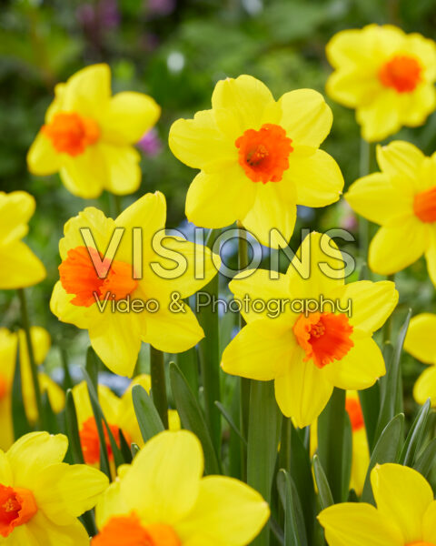 Narcissus Classic Garden