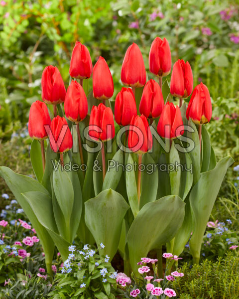 Tulipa Firebolt
